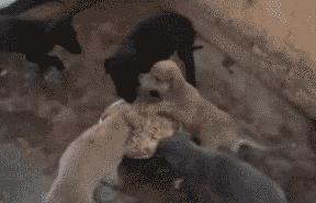 玉米地发现不明液体怎么办,玉米地发现的怪事