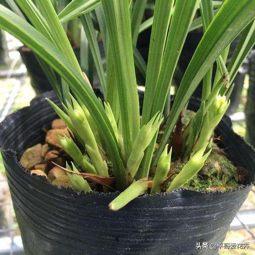 植物降温用什么药,植物降温