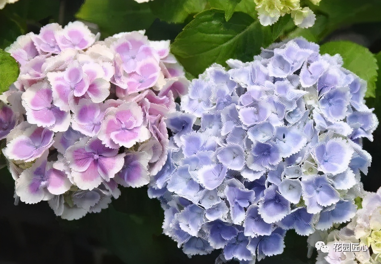 最漂亮的十种绣球,最省心的绣球