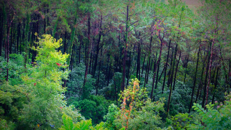 云浮南山森林公园锦鸡,云浮南山森林公园航拍