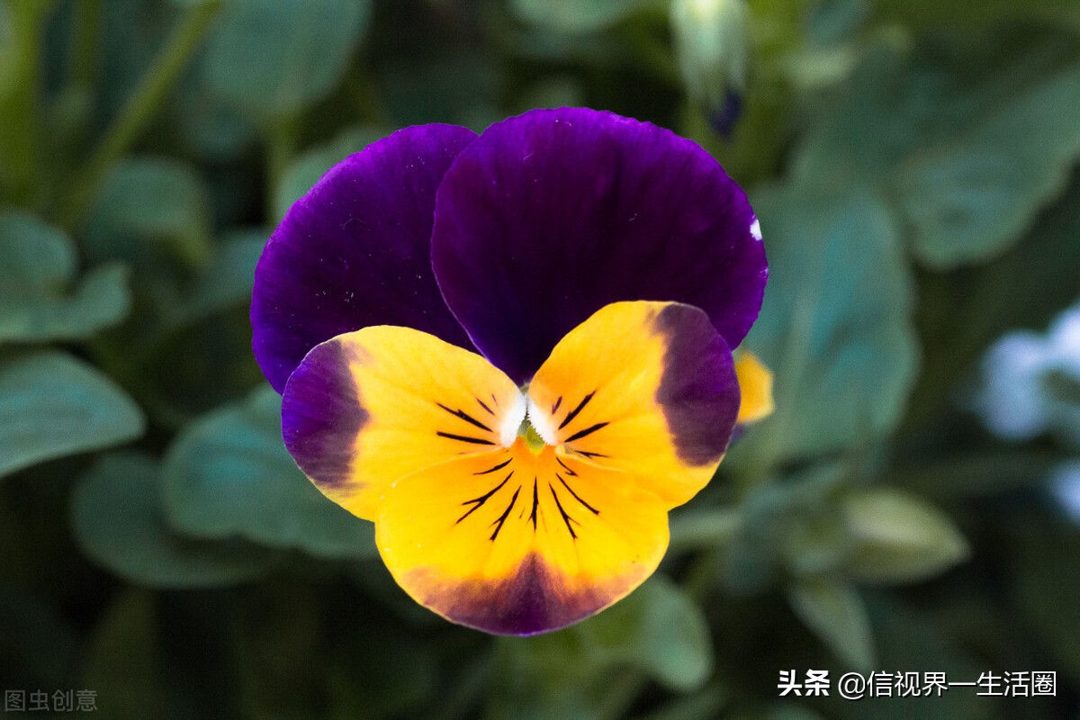 怎样配制花卉育苗用的营养土,果树花卉营养土的配制方法