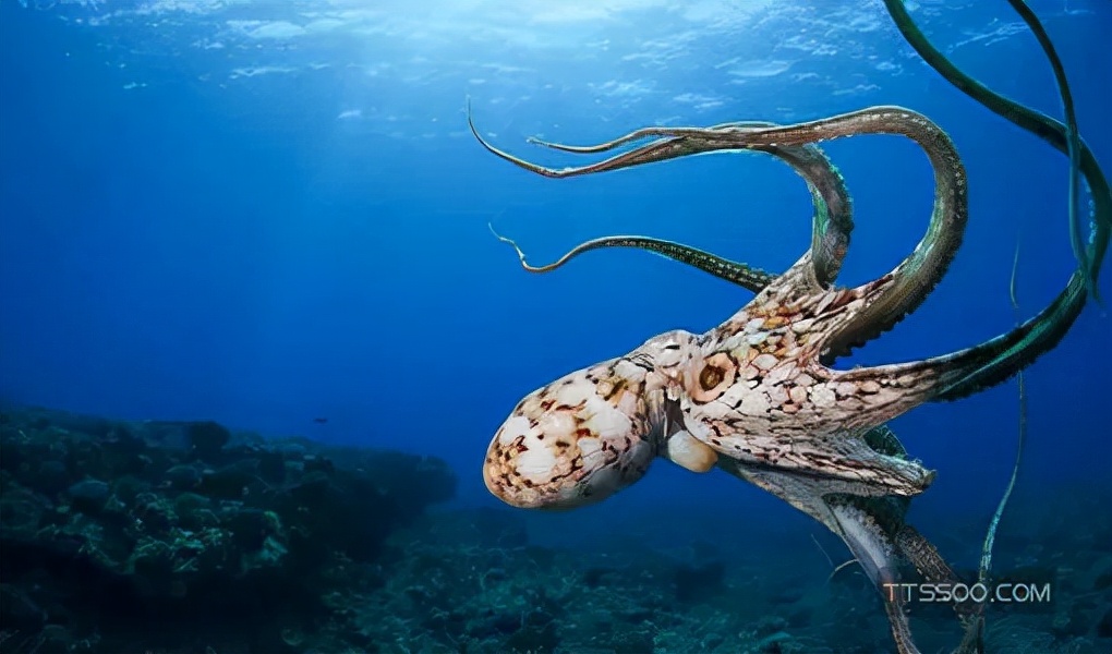 比人类还聪明的章鱼,章鱼是从远古时代到现在没有灭绝