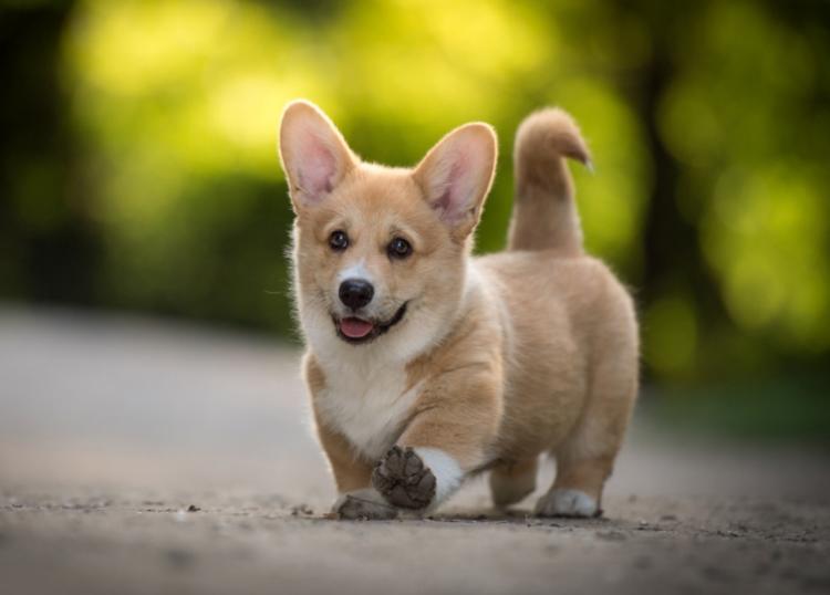 为什么母猫交配过程中撕心裂肺，而狗狗却静悄悄，本篇文章告诉你