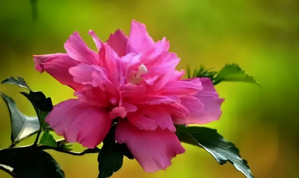 越热越好养的5种花,爆花好养的花耐高温耐寒