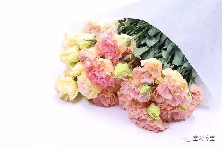 淡紫色洋桔梗怎么养,绿植洋桔梗的养护