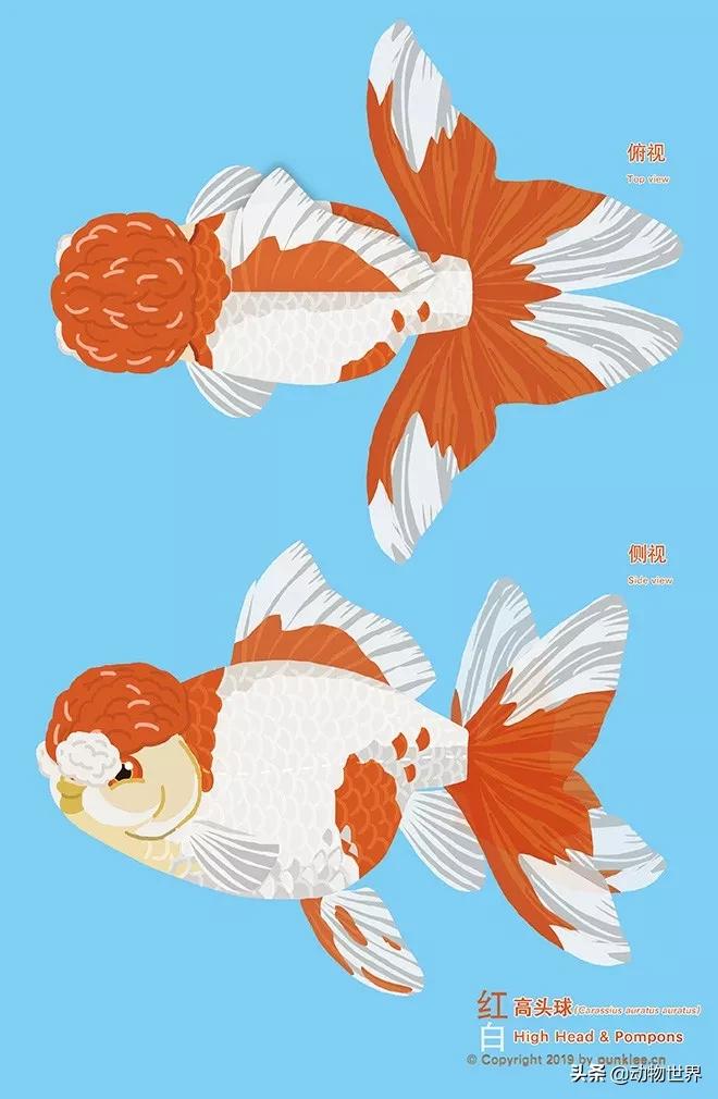 金鱼白盆品种大全,金鱼大图鉴草金