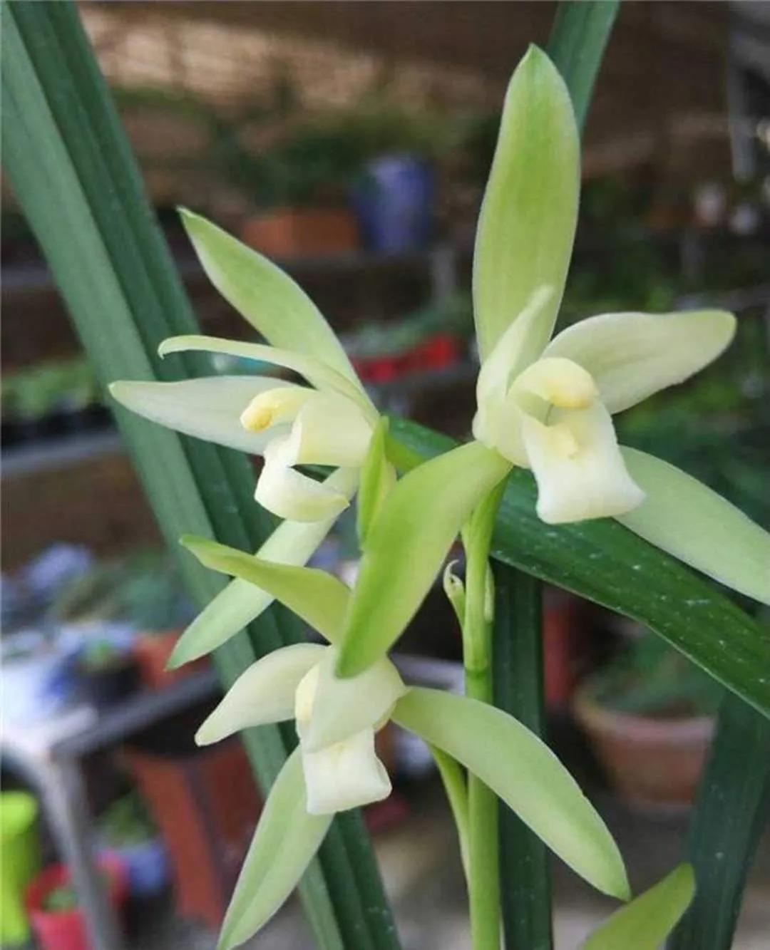 适合家养的兰花多少钱,适合家养的兰花品种图片