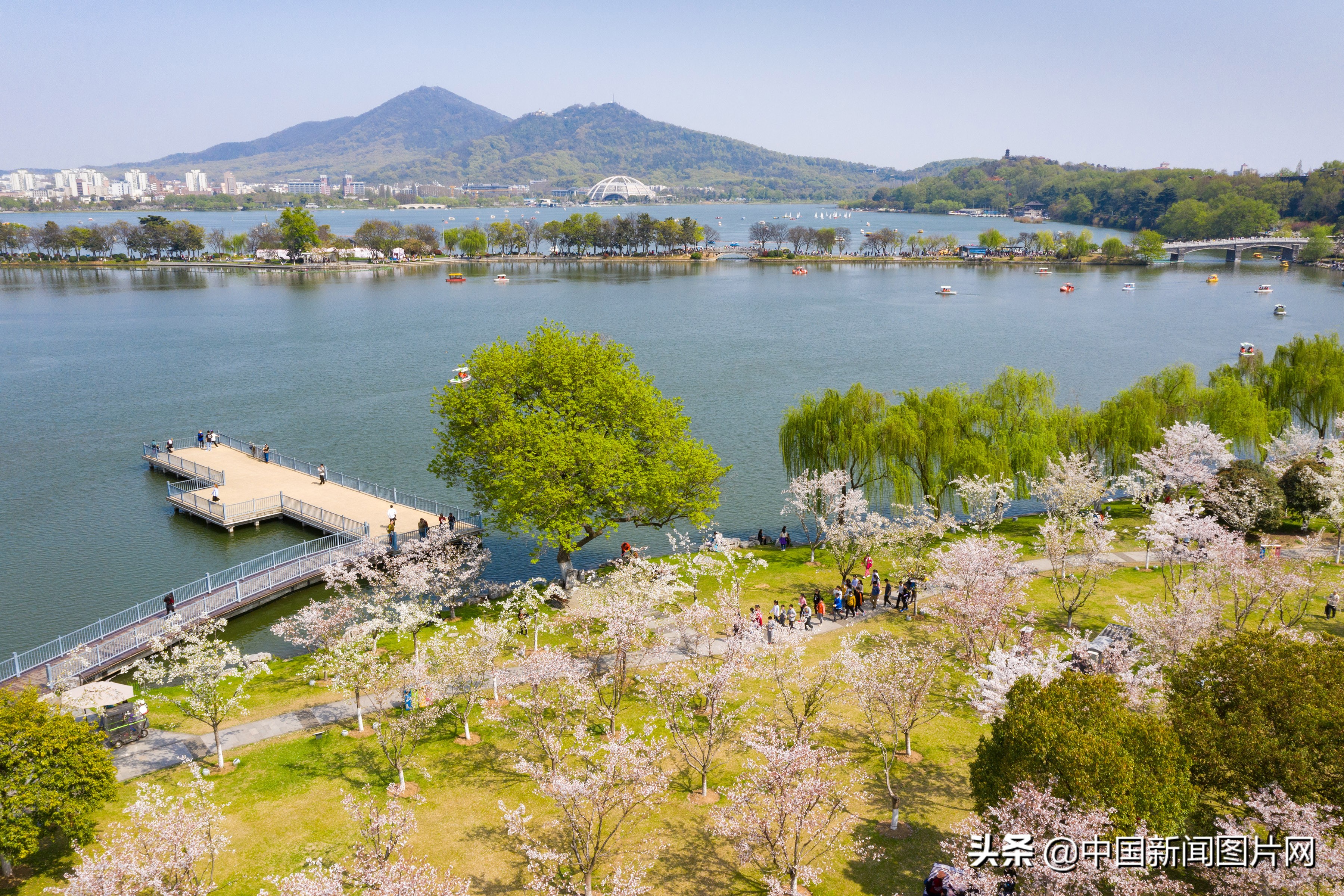 南京珍珠河两岸樱花烂漫,江苏南京樱花烂漫春意浓