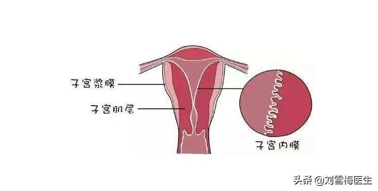 什么是子宫有什么用,子宫内膜与怀孕有什么关系