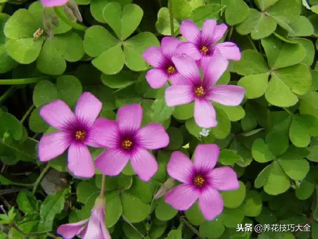 常见小区绿化100种植物图片,常见的水生植物有哪些种