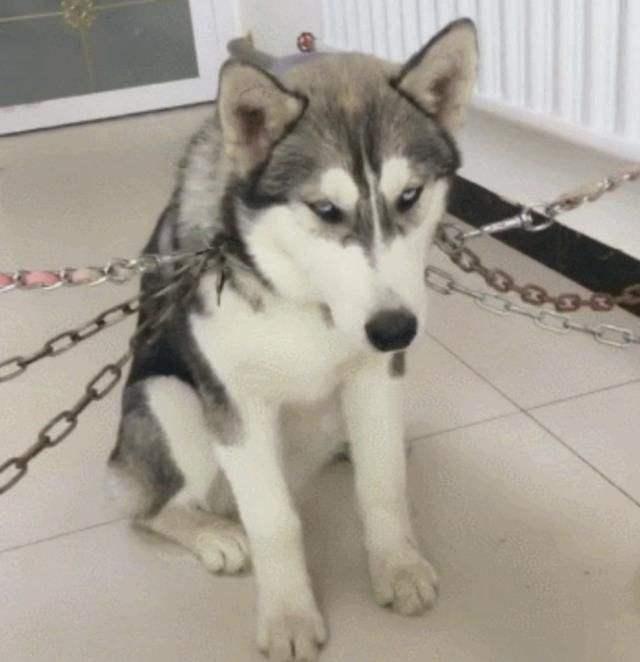 养这几种狗真的很费钱,饲养起来最费钱的狗狗是什么狗