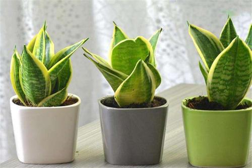 适合卧室养的10种花,养金枝玉叶放卧室可以改善睡眠吗