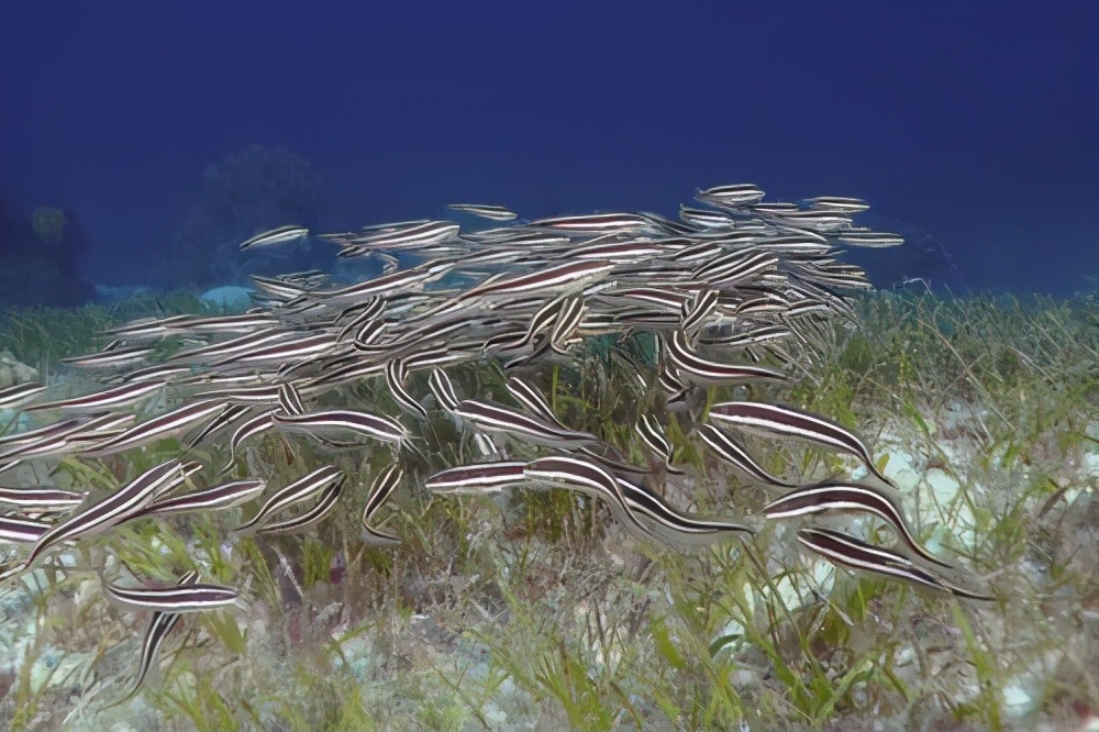 夏日补品,补品鳗鱼