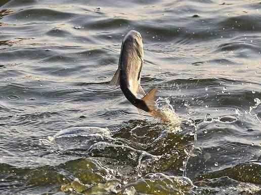 怎么判断鱼儿是否进窝,忽略了这几个细节有鱼也不会进窝