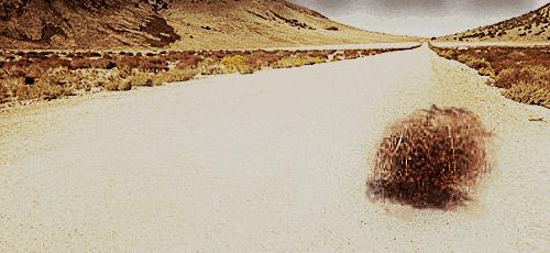 竹子是生命力顽强的植物吗,竹子是不畏惧寒冷的植物吗