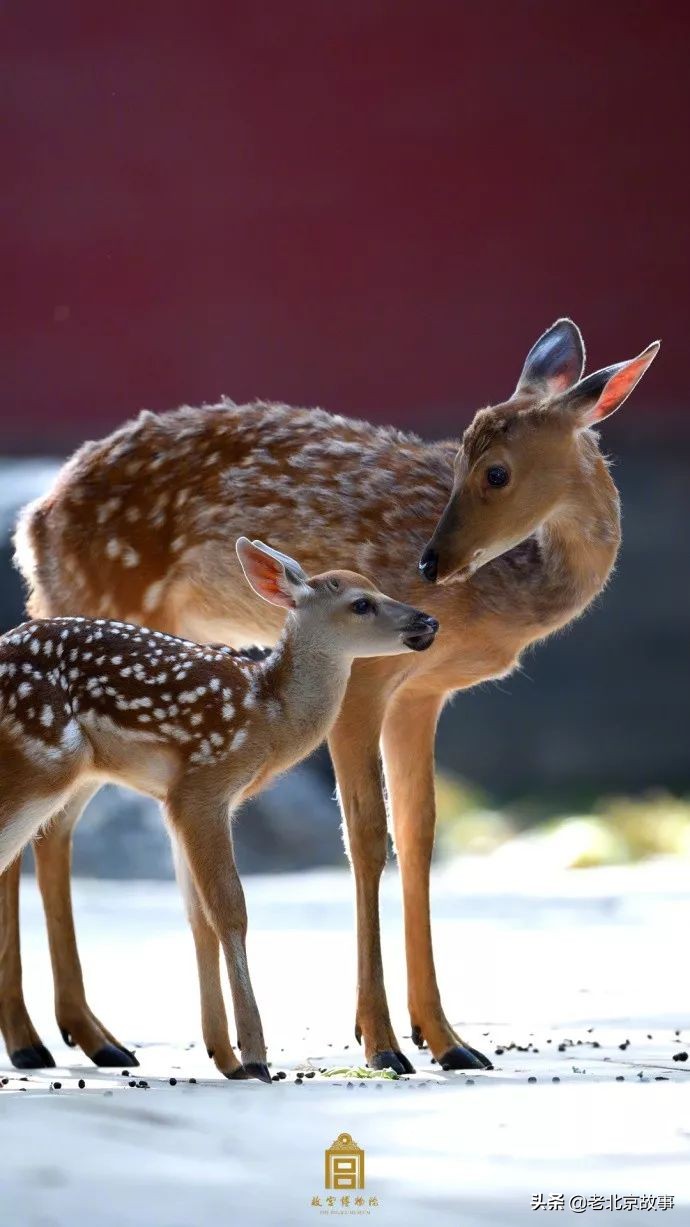 故宫成了动物园,故宫北京动物园
