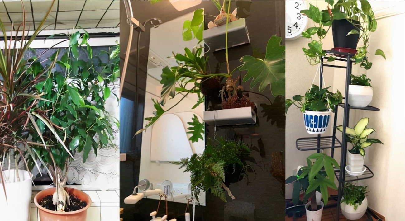 厕所里能养什么花除异味,厕所养什么花草能除味