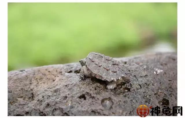 龟冬眠简介,龟冬眠怎么办视频