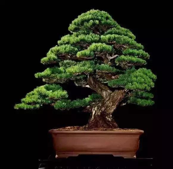 天价名贵药材,最贵的植物排行榜前十名