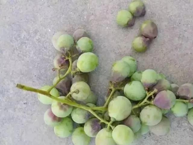 葡萄红蜘蛛病害图片,葡萄病害常用杀菌剂