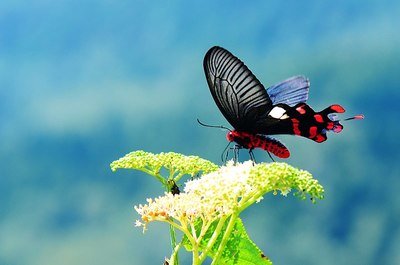 世界上的各种蝴蝶,为什么世界上有五彩斑斓的蝴蝶