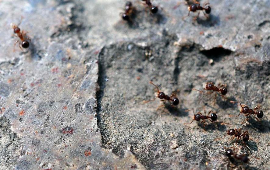 蚂蚁搬家是不是意味着有雨,蚂蚁搬家真的是因为要下雨了吗