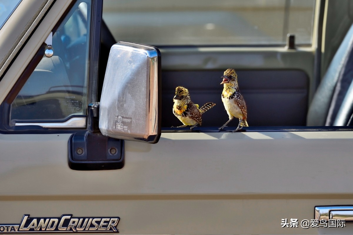 2020观鸟大年,观鸟大年完整版