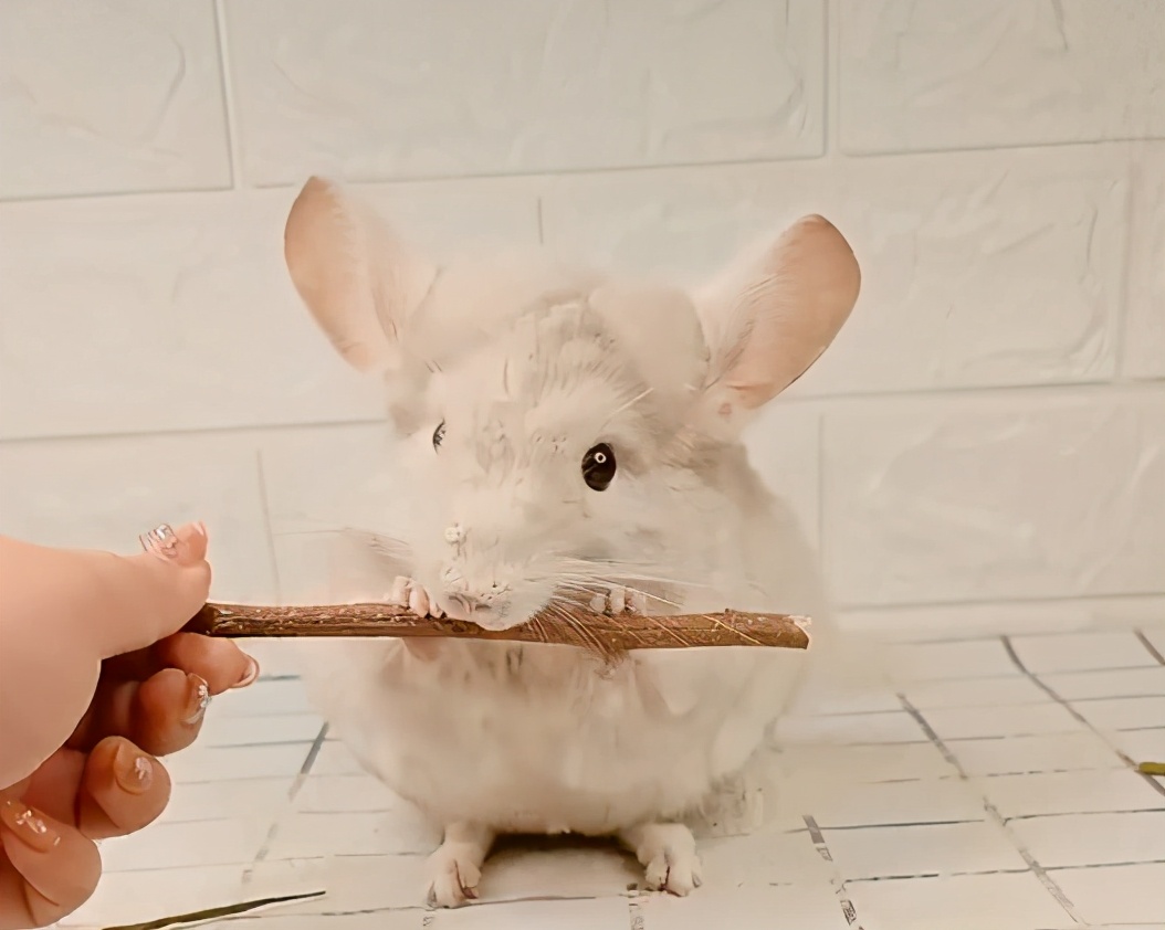 宫崎骏龙猫抱着小龙猫 (有一种可爱叫宫崎骏眼里的龙猫)