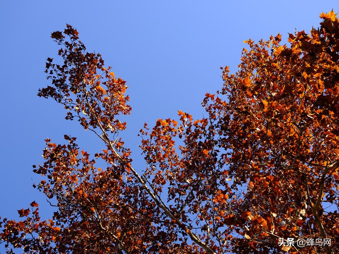 富士中画幅gfx50r测评,富士gfx50sii与50r的区别