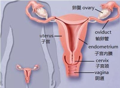 生理期晚上用日用的卫生巾行吗,生理期卫生巾哪个好用