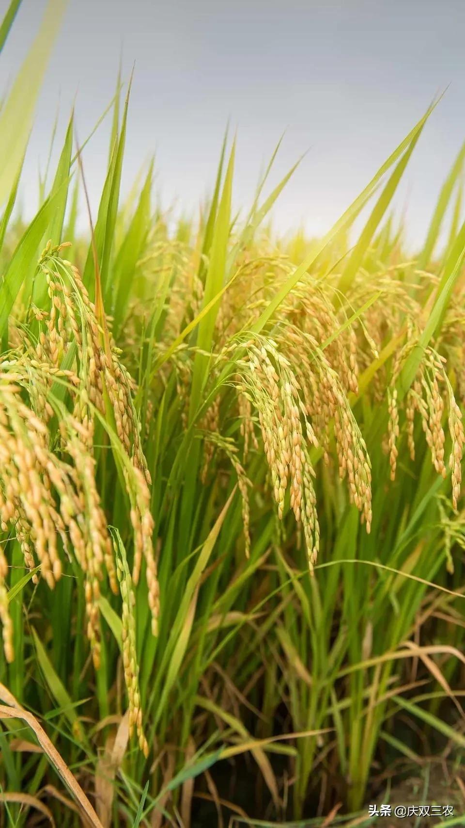 为什么同样多的谷粒重量却不一样?影响千粒重的原因是什么?