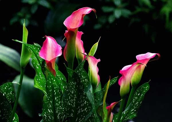 马蹄莲要醒花吗,马蹄莲一年开一次花