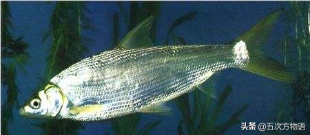 黑龙江特色养殖鱼类,黑龙江名贵鱼种图片