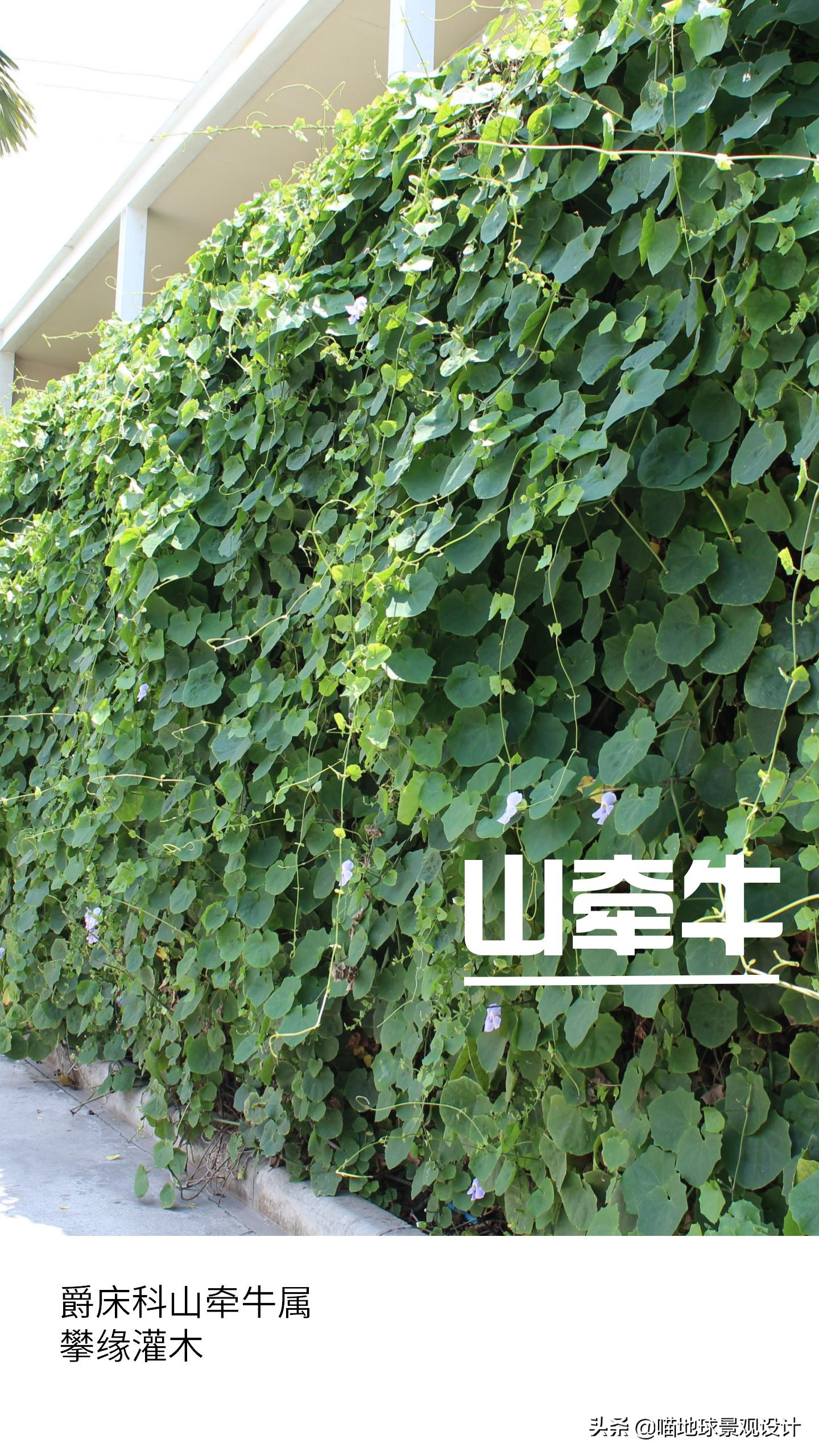 意大利常见的爬藤植物,25种爬藤植物