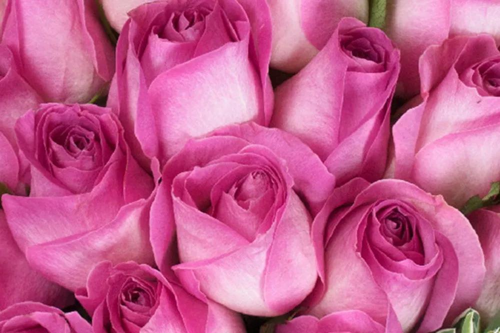 花店常用玫瑰花品种大全,一篇文章带你认识三亚40种花