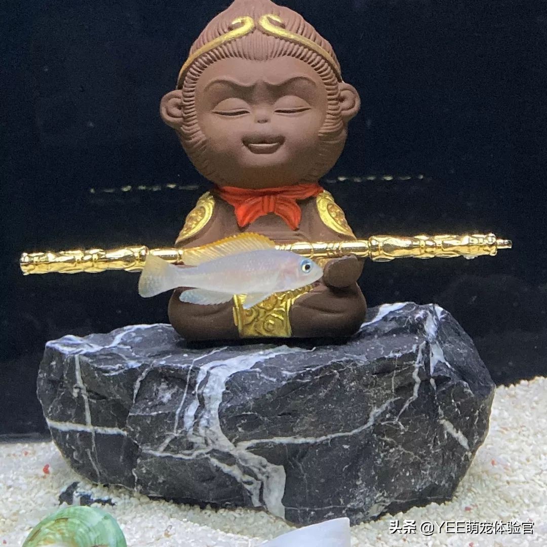 三湖慈鲷原生环境,坦湖最好看的慈鲷