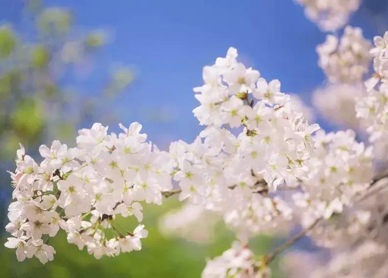 最适合赏花的花,视觉盛宴五种赏花名花供您选择