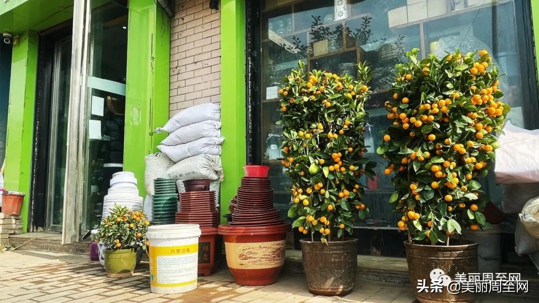 春节临近，周至这条街的花市升温！你知道哪些花最受欢迎吗？