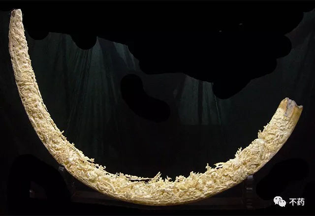 猛犸象牙为什么有这么多,猛犸象的象牙为什么不能丢