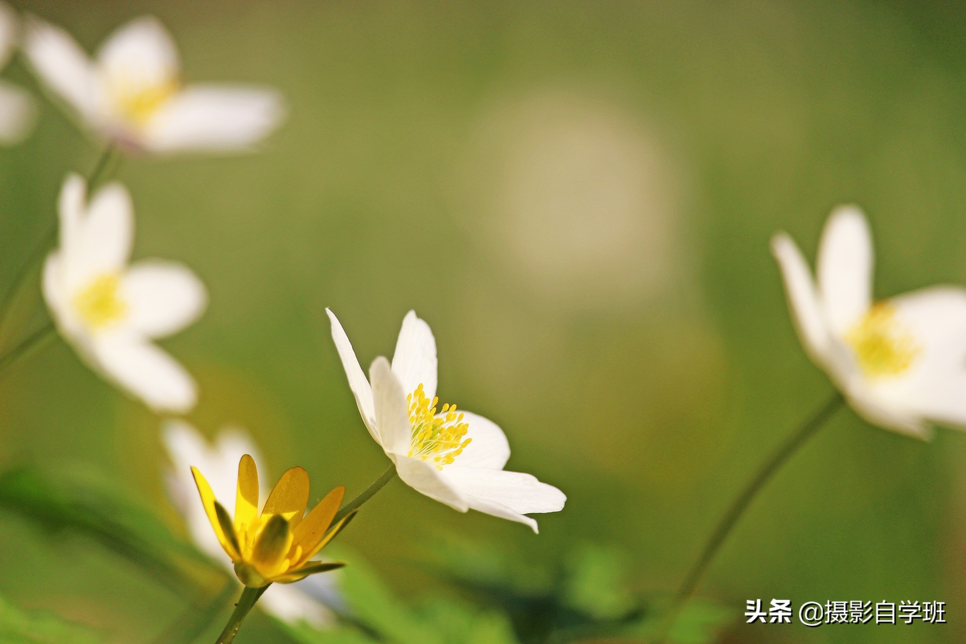 拍花朵怎么拍出来的又多又好看,怎样拍摄小花朵最好看