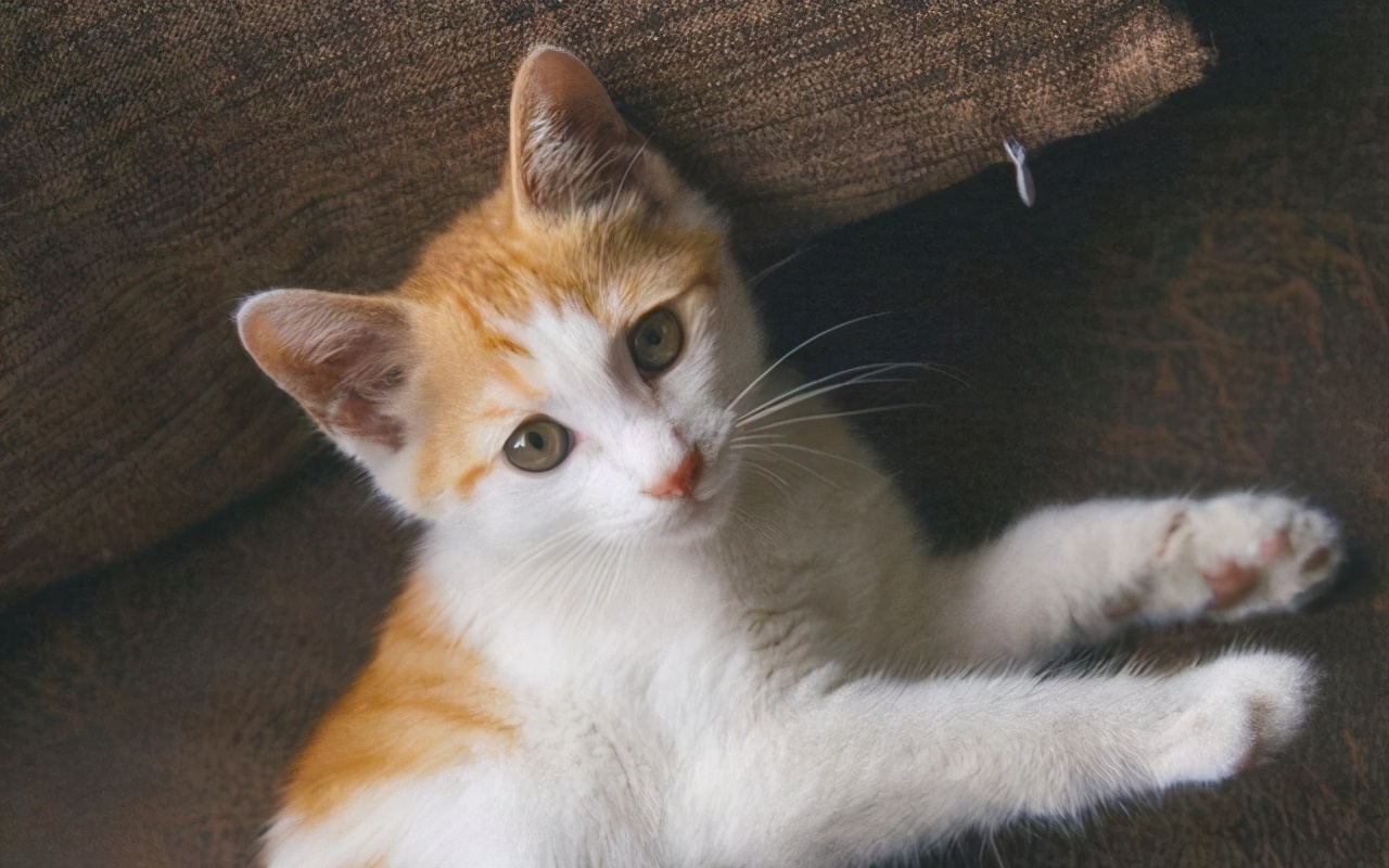 2023最受欢迎的猫咪排行,最热门的十大猫咪品种