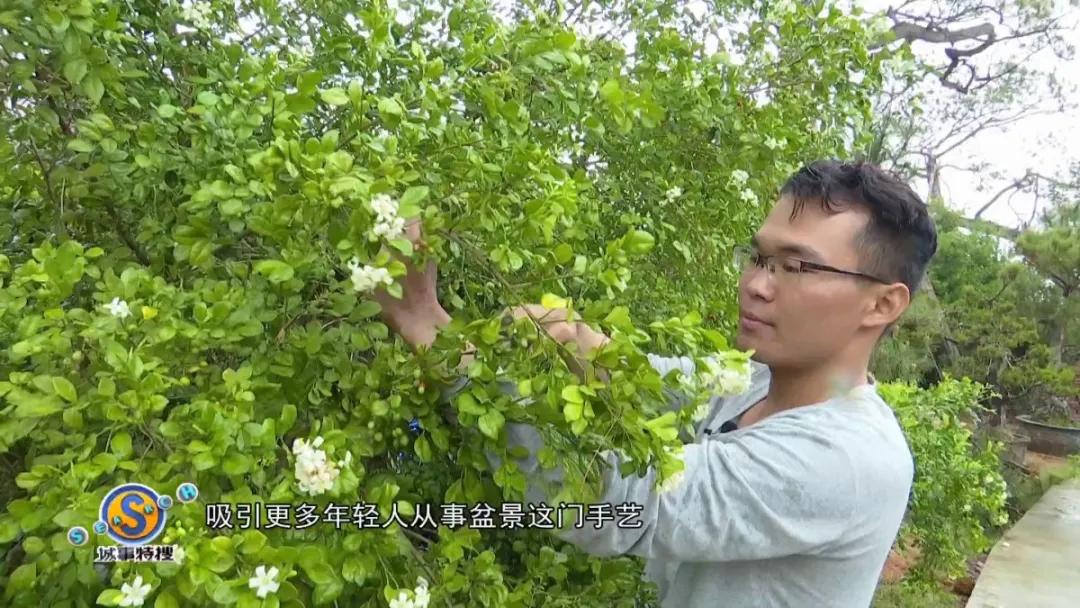 罗汉松树盆景精品欣赏,广州罗汉松盆景