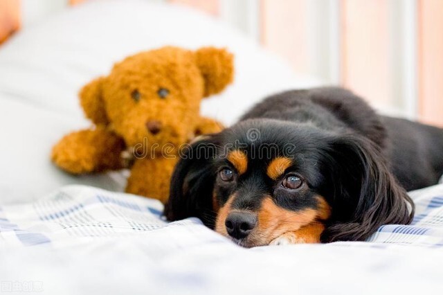 养宠日记300字,养宠日记