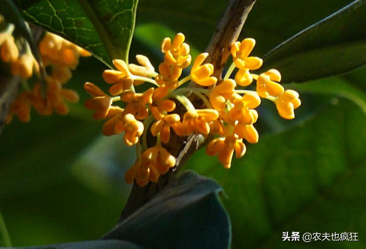 桂花品种中哪一种桂花最香,桂花有几种哪种最好