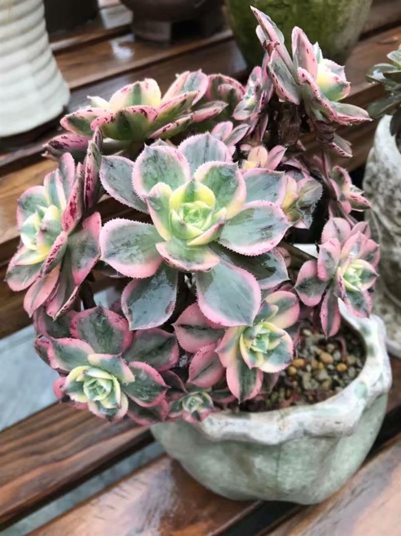 多肉叶插苗怎么养成老桩,多肉叶插小苗怎么带大