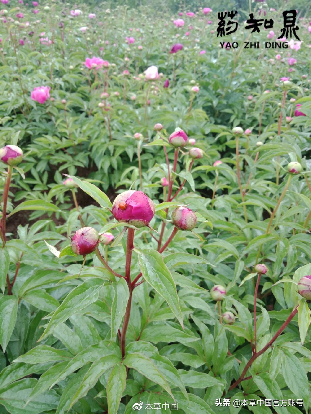 【本草百科·药知鼎——白芍】朵腴花硕，不止于美丽的外表