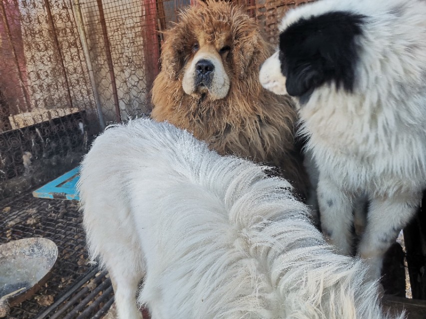 养犬要注意什么,养犬养什么好保护主人