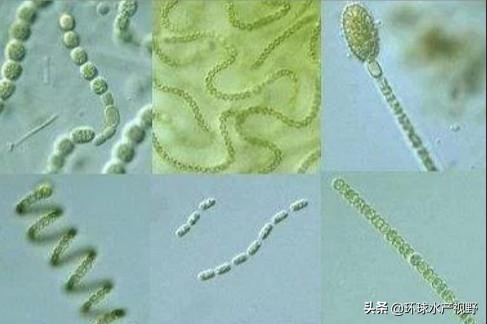 养殖遇到霉变饲料怎么办,养殖后期浓绿藻如何处理