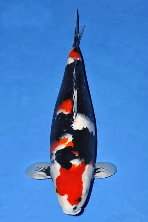 锦鲤的十三个大类名字叫什么,锦鲤十三鳞