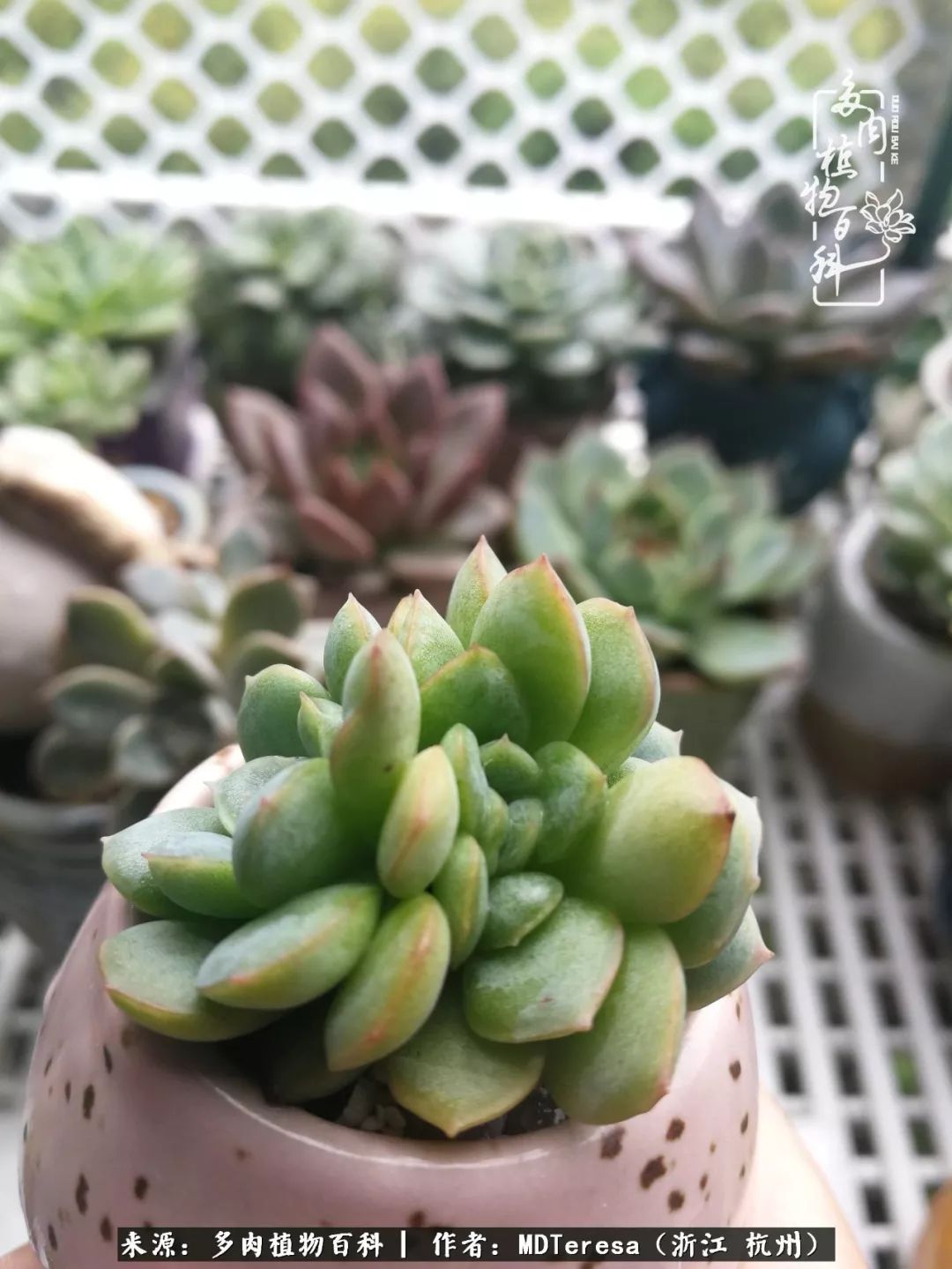 养好能养好的才是王道！期待多肉们的华丽转身